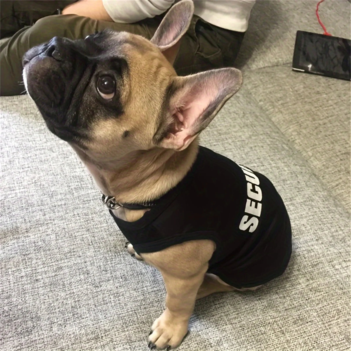 Cozy Pup Sweater.